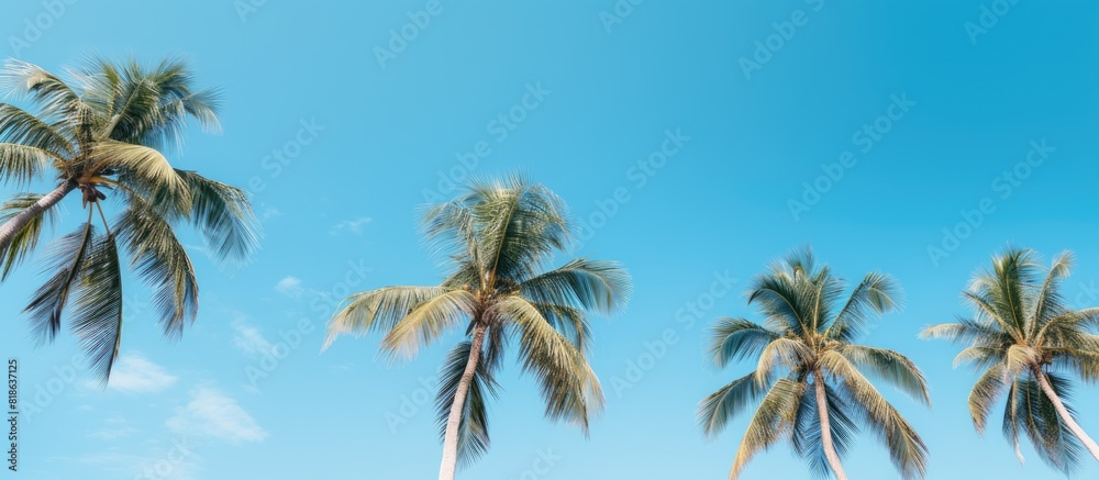 Poster The image showcases flawless palm trees set against a stunning blue sky creating a mesmerizing copy space image