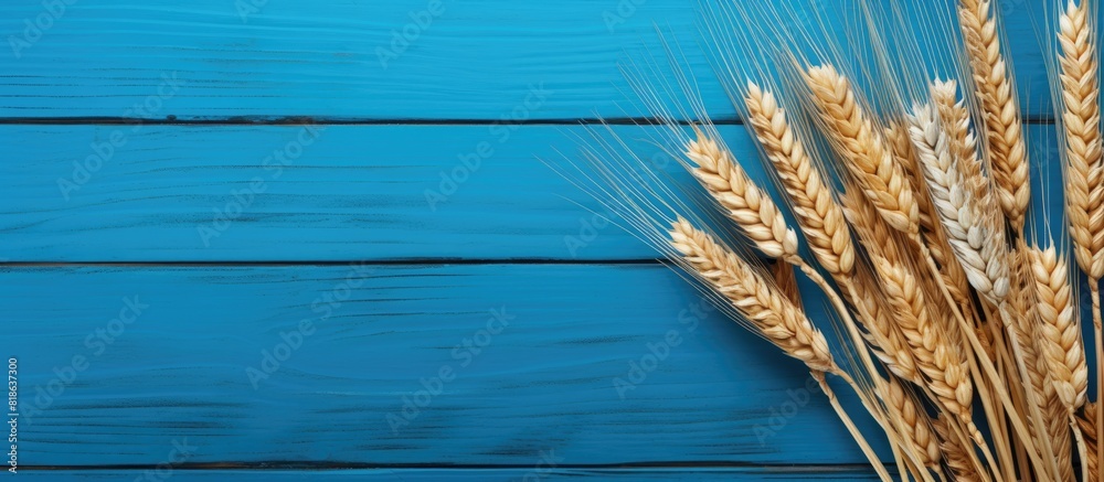 Poster Flat lay on a blue wooden table with ears of wheat creating a copy space image for text