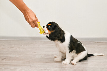 Adorable Cavalier King Charles Spaniel Puppy Catching Treat in Studio Setting