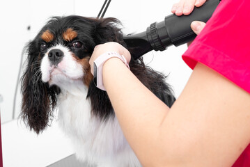 Professional Dog Grooming. Taking Care of Your Pets Coat and Skin