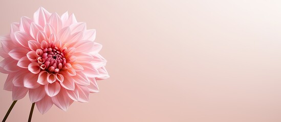 A pink dahlia on a new year card with plenty of copy space image