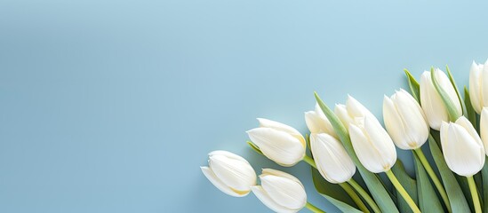 Copy space image Creamy tulips arranged in a delicately beautiful bouquet against a serene blue backdrop