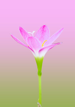 Pink flower daisy natural photo background. Macro photography of Hawaiian Hibiscus flowers.