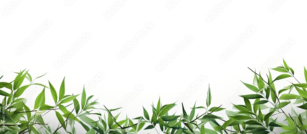 Aufkleber a vibrant copy space image of fresh bamboo leaves standing out against a white background and isolat