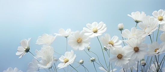Floral light background featuring summer white flowers providing an abstract backdrop with a copy space image