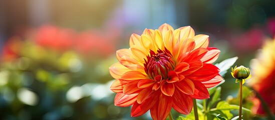 Close up of a colorful summer flower in a garden with copy space in the image