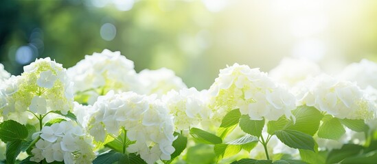 In early summer a beautiful hydrangea blooming is captured in a captivating copy space image