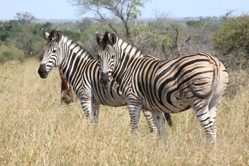 Steppenzebra / Burchell's zebra / Equus quagga burchellii