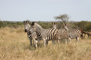 Steppenzebra / Burchell's zebra / Equus quagga burchellii
