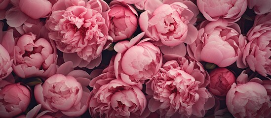 A close up image of peonies with a floral background providing ample copy space