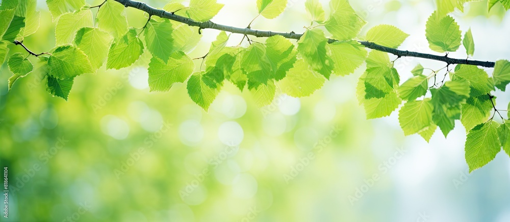 Aufkleber green spring leaves of a birch tree create a natural and eco friendly background with plenty of copy