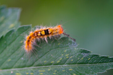 Photography Caterpillar or Ana pseudo conspersa on the edge of a leaf. Macro shot of caterpillar in the wild isolated. Graphic Resources. Animal Themes. Animal Closeup. Nature Photography Concept. 