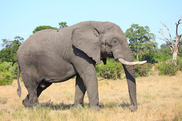 Afrikanischer Elefant / African elephant / Loxodonta africana