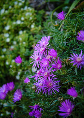 Foto scattata nel centro storico di Noli (SV) a dei fiori.