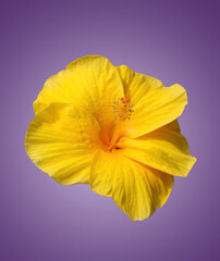 Close-up of a vibrant yellow hibiscus flower with large, delicate petals and a prominent stamen in the center against a purple background.