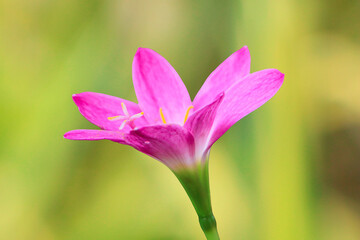 Zephyranthes pink flower in garden. another name rain lily when it blooms in the morning.