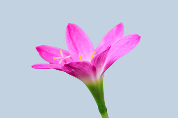 Rain lily side view color pink on pink background. Zephyranthes or rain lily is Beauty of Environment.