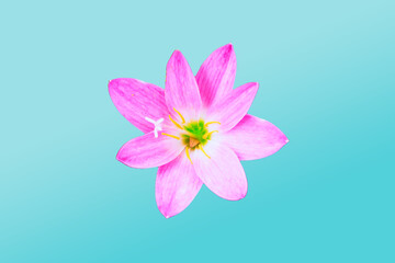 Rain lily top view color pink on pink background. Zephyranthes or rain lily is Beauty of Environment.