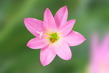 Fototapeta premium Rain lily top view color pink on green background. Zephyranthes or rain lily is Beauty of Environment.