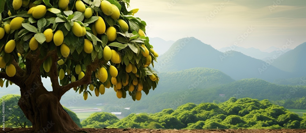 Poster a jackfruit tree with a bunch of jackfruit on it set against a natural backdrop great for a copy spa