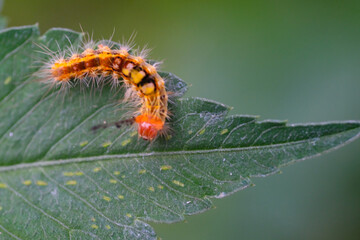 Photography Caterpillar or Ana pseudo conspersa on the edge of a leaf. Macro shot of caterpillar in the wild isolated. Graphic Resources. Animal Themes. Animal Closeup. Nature Photography Concept. 