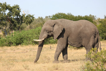 Obraz premium Afrikanischer Elefant / African elephant / Loxodonta africana