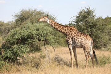 Giraffe / Giraffe / Giraffa camelopardalis