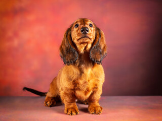 Portrait of a three-month-old long-haired red standard dachshund puppy sitting on a patchy red background and looking up