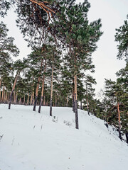 pine trees growing on a snowy hillside in winter
