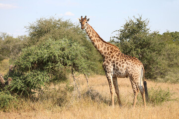 Giraffe / Giraffe / Giraffa camelopardalis