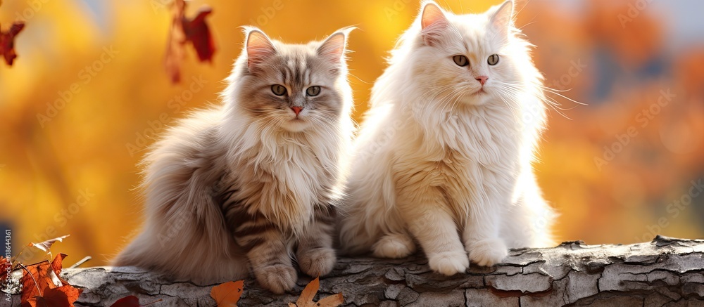 Poster A pair of cats with a beautiful autumn background perfect for a copy space image