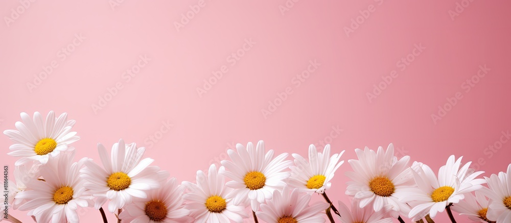 Aufkleber sunlit white chamomile flowers on a pink background creating an ideal copy space image