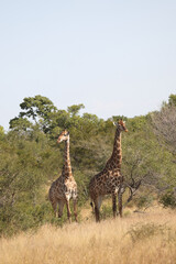 Giraffe / Giraffe / Giraffa camelopardalis