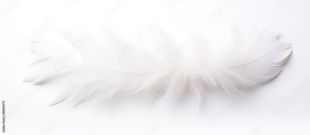 Poster a top down view of a white feather flower on a white background perfect for a flat lay photograph. c