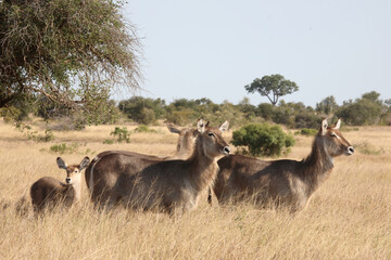 Wasserbock / Waterbuck / Kobus ellipsiprymnus..