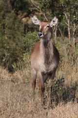 Wasserbock / Waterbuck / Kobus ellipsiprymnus