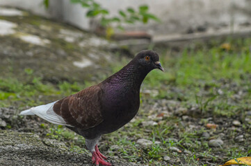 Portrait of a common pigeon, on a summer day, a pigeon walks on the ground.