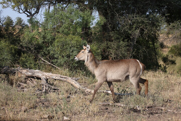 Wasserbock / Waterbuck / Kobus ellipsiprymnus.