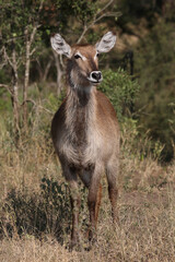 Fototapeta premium Wasserbock / Waterbuck / Kobus ellipsiprymnus