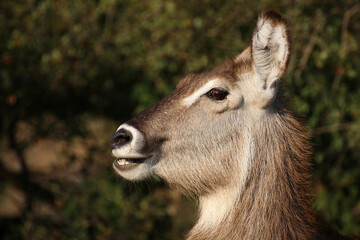 Wasserbock / Waterbuck / Kobus ellipsiprymnus