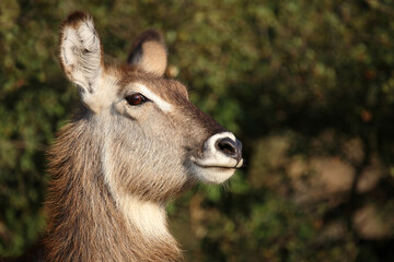 Wasserbock / Waterbuck / Kobus ellipsiprymnus