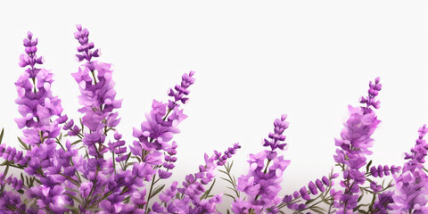 Lavender flowers on white background,  Lavender, floral background. op view, copy space