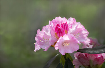 Close-up of rhododendron blossoms blooming in spring
