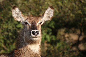 Wasserbock / Waterbuck / Kobus ellipsiprymnus