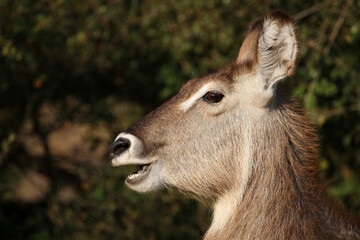 Wasserbock / Waterbuck / Kobus ellipsiprymnus