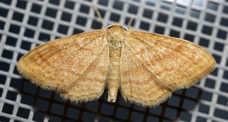 butterfly, moth, Idaea ochrata Scopoli of beautiful brown color, isolated photo of the animal