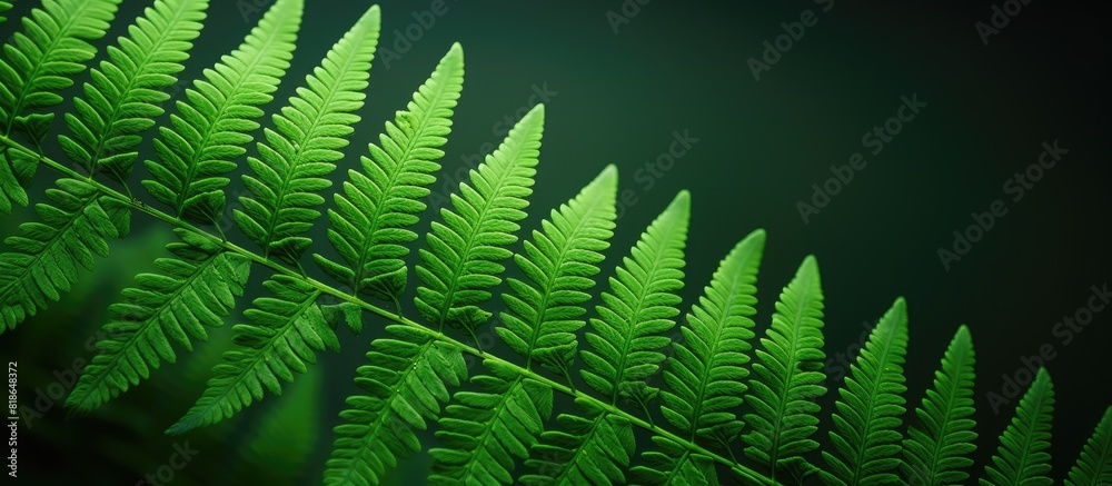 Poster A close up studio photo of a vibrant green fern leaf with plenty of copy space image
