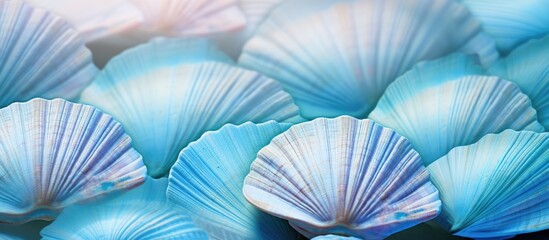 Copy space image of a beautiful shell pattern on a themed summer sea blue background providing room for inscription text and words