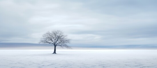 In the winter landscape of the North solitary trees stand alone creating a sense of solitude and emptiness. with copy space image. Place for adding text or design