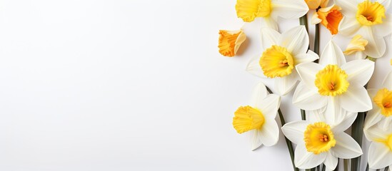 Fototapeta premium A corner placed image of yellow and white artificial daffodils against a white backdrop creating a spring themed floral design with space for text. with copy space image